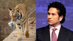 Sachin Tendulkar Shares a Video Of Tiger Removing Plastic